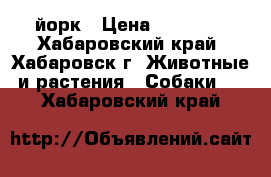 йорк › Цена ­ 20 000 - Хабаровский край, Хабаровск г. Животные и растения » Собаки   . Хабаровский край